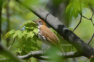 Thrush, Wood, 2015-05105833 Broad Meadow Brook, MA